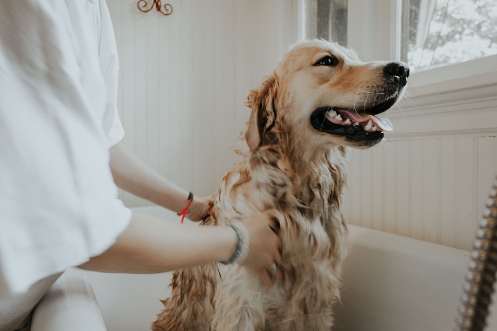 Portable Pet Paw Cleaner