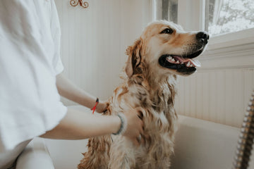 Portable Pet Paw Cleaner