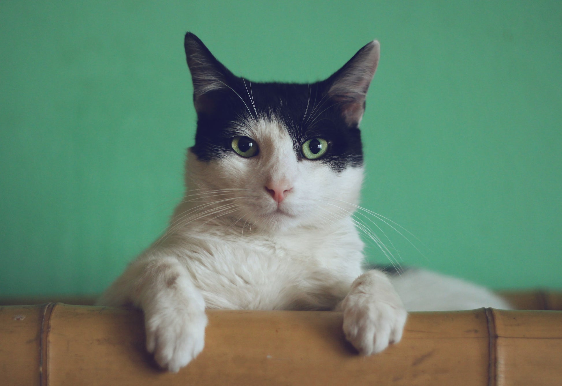 Self-Cleaning Cat Litter Box with App Control